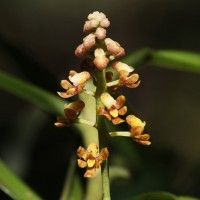 Pomatocalpa maculosum subsp. maculosum (Lindl.) J.J.Sm.